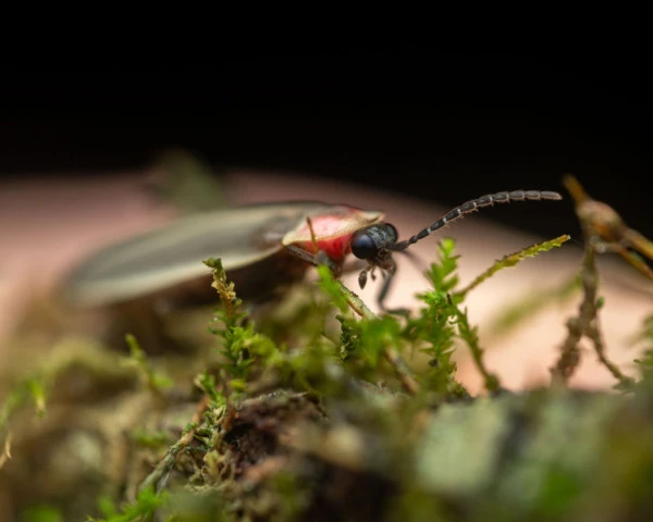 little gray firefly photinus marginellus zachary dankowicz inaturalist cc by