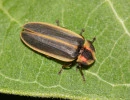 says firefly pyractomena angulata sawyer hess inaturalist cc by