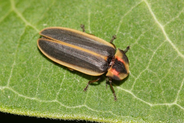 says firefly pyractomena angulata sawyer hess inaturalist cc by