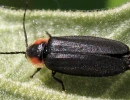 sneaky elf firefly pyropyga decipiens jacy lucier wikimedia cc by sa