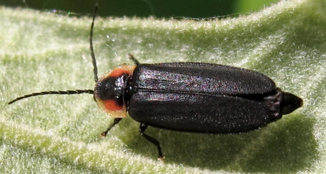 sneaky elf firefly pyropyga decipiens jacy lucier wikimedia cc by sa