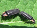 sneaky elf firefly pyropyga decipiens mating jacy lucier wikimedia cc by sa