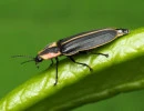 spring tree top flasher pyractomena borealis katja schulz inaturalist cc by