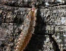 spring tree top flasher pyractomena borealis larvae