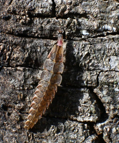 spring tree top flasher pyractomena borealis larvae