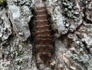 spring tree top flasher pyractomena borealis on tree bark