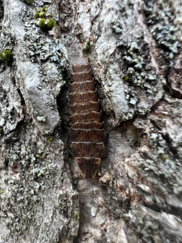 spring tree top flasher pyractomena borealis on tree bark