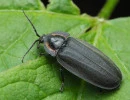 winter firefly photinus corruscus
