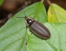 winter firefly photinus corruscus