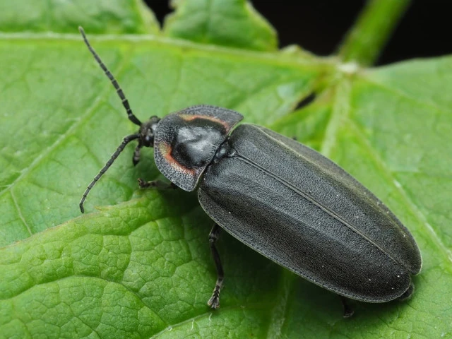 winter firefly photinus corruscus
