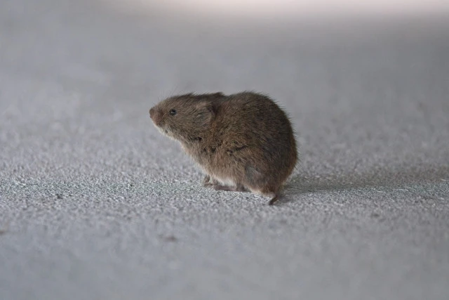 Meadow Voles