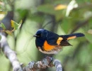 American Redstart (Setophaga ruticilla)
