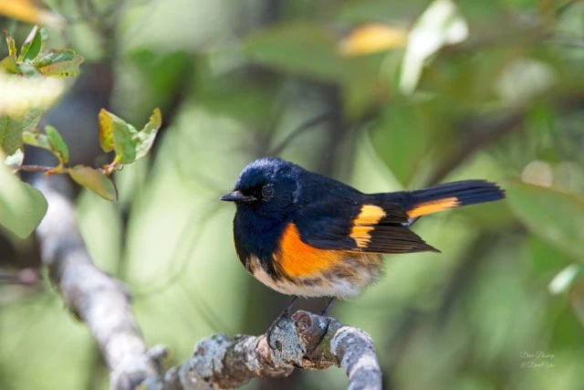 American Redstart (Setophaga ruticilla)