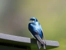 Tree Swallow (Tachycineta bicolor)