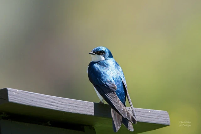 Tree Swallow (Tachycineta bicolor)