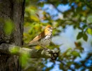 Wood Thrush (Hylocichla mustelina)