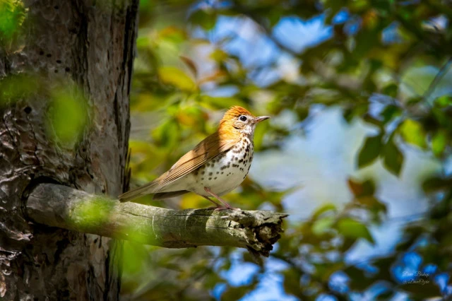 Wood Thrush (Hylocichla mustelina)
