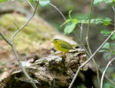 Wilson's Warbler (Cardellina pusilla)
