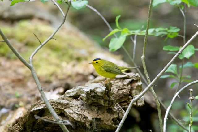 Wilson's Warbler (Cardellina pusilla)