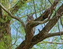 Great Horned Owl (Bubo virginianus) in Black Willow tree (Salix nigra), in Mequon WI
