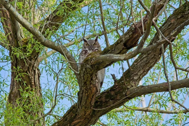 Great Horned Owl (Bubo virginianus) in Black Willow tree (Salix nigra), in Mequon WI