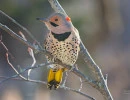 Northern Flicker (Colaptes auratus)