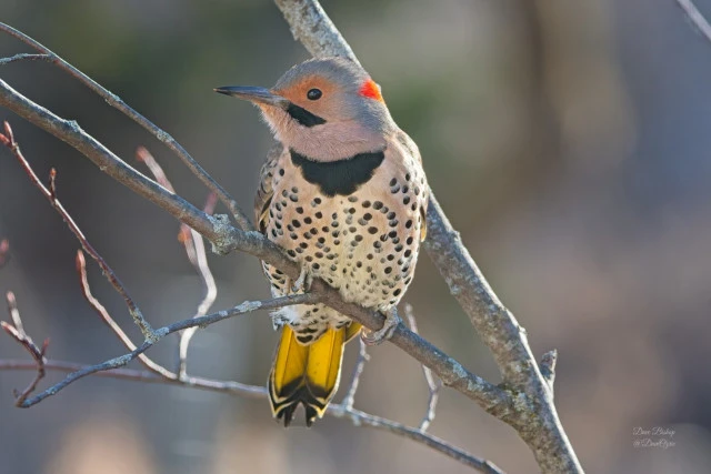 Northern Flicker (Colaptes auratus)