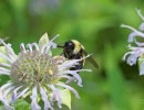 2025 08 03 rusty patched bumblebee