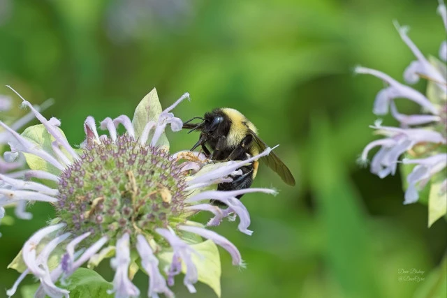 2025 08 03 rusty patched bumblebee