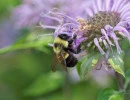 2025 08 03 rusty patched bumblebee