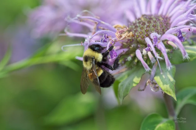 2025 08 03 rusty patched bumblebee