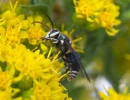 bald faced hornet on stiff goldenrod flowers preening