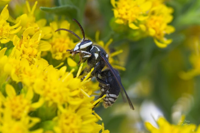 bald faced hornet on stiff goldenrod flowers preening