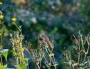 Chipmunk eating seeds off Cup plant