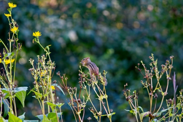 Chipmunk eating seeds off Cup plant