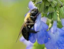 Eastern carpenter bee on Blue sage (Salvia azurea) flower