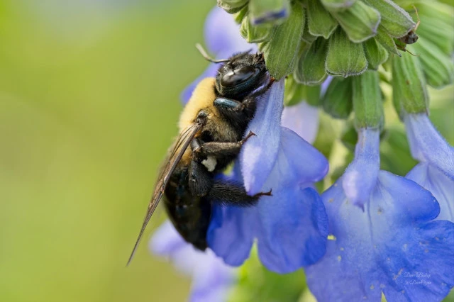 Eastern carpenter bee on Blue sage (Salvia azurea) flower