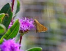 Fiery Skipper (Hylephila phyleus) on Blazing star flower
