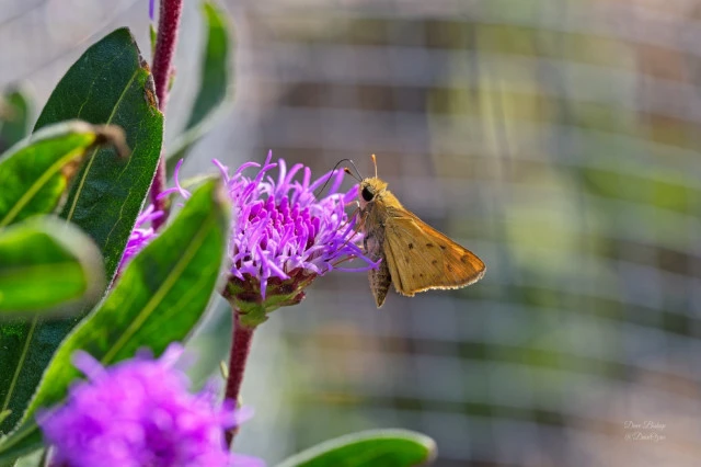 Fiery Skipper (Hylephila phyleus) on Blazing star flower