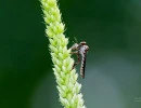 gray goggle eye holcocephala calva robber fly