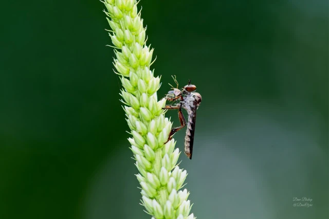 gray goggle eye holcocephala calva robber fly