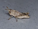 Green-striped Grasshopper (Chortophaga viridifasciata)