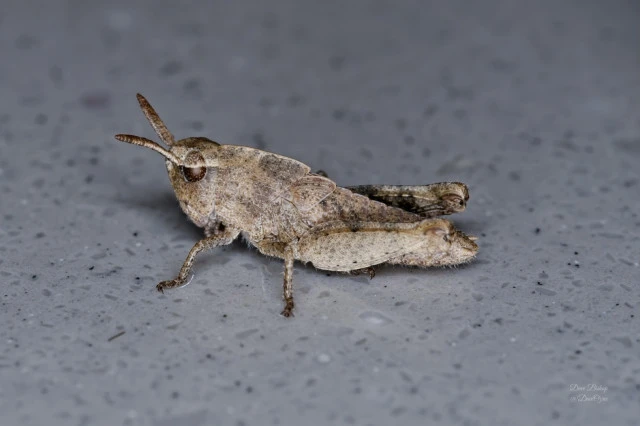 Green-striped Grasshopper (Chortophaga viridifasciata)