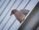 Mourning dove (Zenaida macroura)