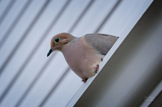 Mourning dove (Zenaida macroura)