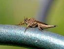 white spined bladetail machimus erythocnemius robber fly