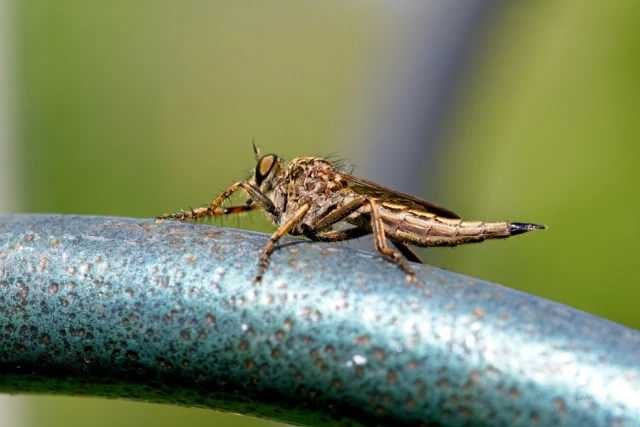 white spined bladetail machimus erythocnemius robber fly