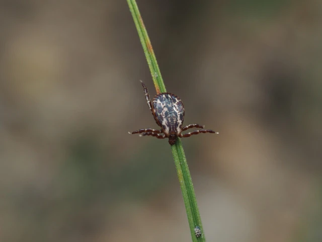 Ticks, Ecology, Predators, and Population Limits