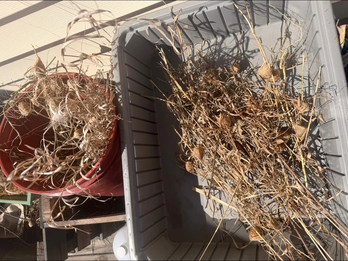 Invasive Chinese Mantis Infestation In Illinois 2026