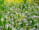 Obedient plant